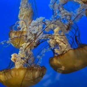 Meet your Posher, Thialli